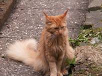 image003