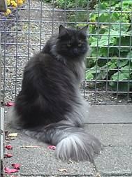 image002