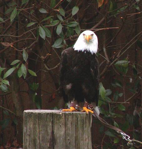 image013