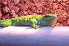 Reuzen Madagscar daggekko (1 man 2 dames)