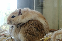 Gerbils (2 mannen)