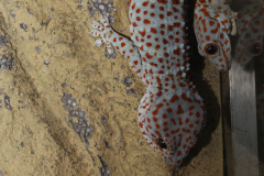 Tokeh Gekko ( 2 dames)