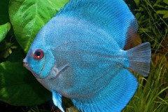 symphysodon blue diamond (2)