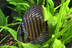symphysodon red turquoise (2)