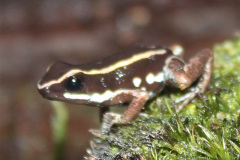 Epipedobates tricolor (2)