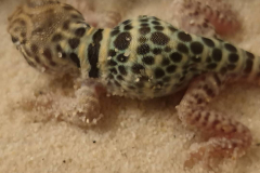 IMG_20190519_020918_803