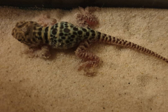 IMG_20190519_020918_807