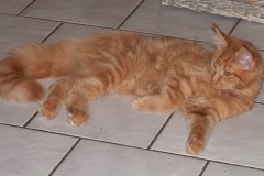 Gizmo