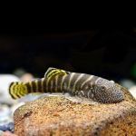 GASTROMYZON-VIRIOSUS