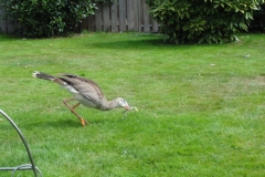 Orchideenhoeve en Oliemeulen aug. 2015 029