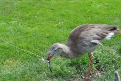 Orchideenhoeve en Oliemeulen aug. 2015 030