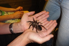 Orchideenhoeve en Oliemeulen aug. 2015 037