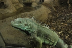 Orchideenhoeve en Oliemeulen aug. 2015 039