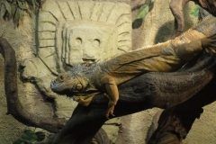 Orchideenhoeve en Oliemeulen aug. 2015 040