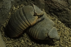 Orchideenhoeve en Oliemeulen aug. 2015 042