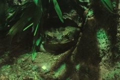 Orchideenhoeve en Oliemeulen aug. 2015 044