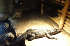 Orchideenhoeve en Oliemeulen aug. 2015 045