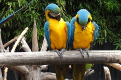 Orchideenhoeve en Oliemeulen aug. 2015 048