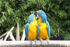 Orchideenhoeve en Oliemeulen aug. 2015 049