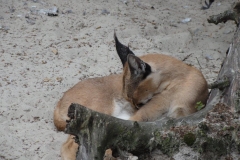 Orchideenhoeve en Oliemeulen aug. 2015 051