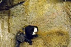 Orchideenhoeve en Oliemeulen aug. 2015 052