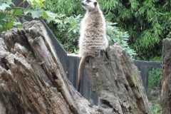 Orchideenhoeve en Oliemeulen aug. 2015 053