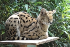 Orchideenhoeve en Oliemeulen aug. 2015 055