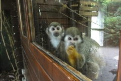 Orchideenhoeve en Oliemeulen aug. 2015 057