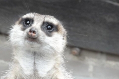 Orchideenhoeve en Oliemeulen aug. 2015 059