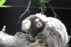 Orchideenhoeve en Oliemeulen aug. 2015 060