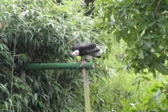 Orchideenhoeve en Oliemeulen aug. 2015 062