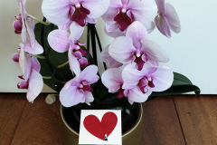 Orchidee buuf olga